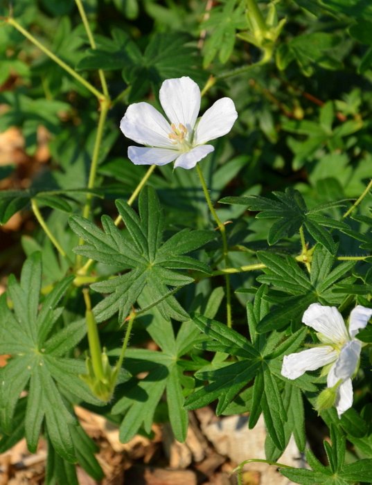 Geranium sanguineum 'Album'